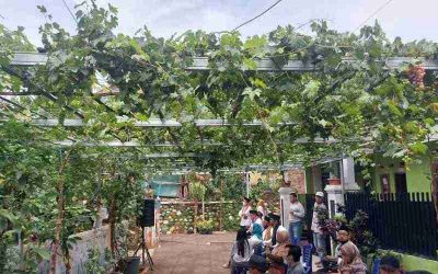 Tips Green House Baja Ringan Untuk Berkebun Anggur